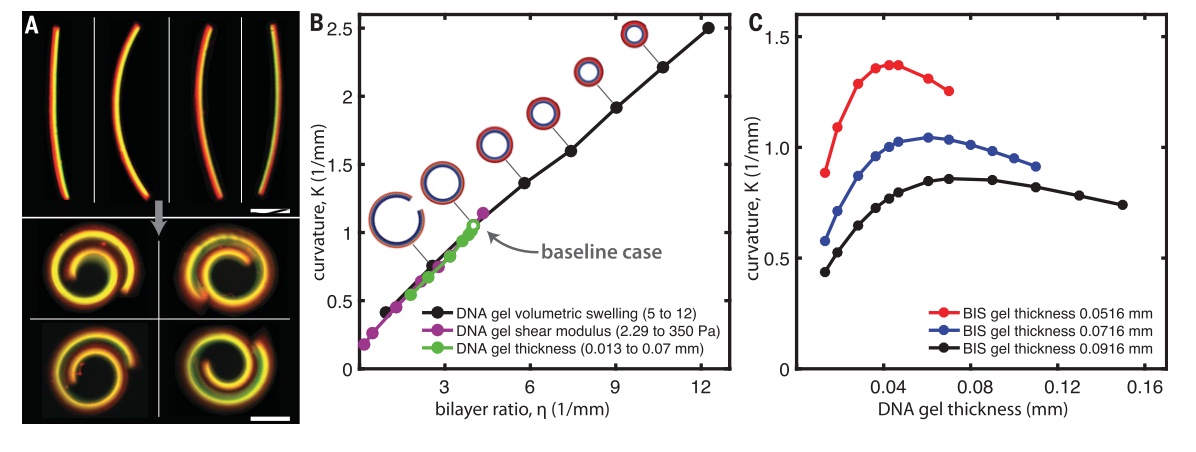 DNAhydrogel