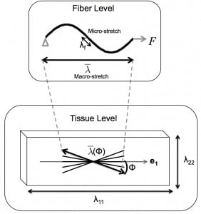 Growth and Remodeling of Collagen Tissues