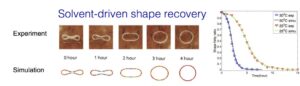 Shape Memory Polymers